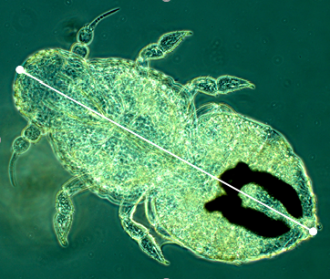 Beiträge zur Larvalstadien-Beschreibung der Zikade Hyalesthes obsoletus (Fulgoromorpha, Hemiptera)