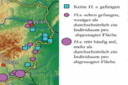 Epidemische Ausbreitung der Schwarzholzkrankheit (Stolbur Phytoplasma) in südostösterreichischen Weingärten, 
