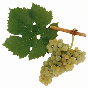 Mueller Thurgau